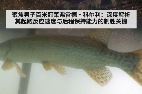 聚焦男子百米冠军弗雷德·科尔利：深度解析其起跑反应速度与后程保持能力的制胜关键